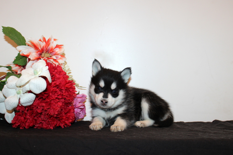 puppy, for, sale, Pomsky, Matthew B. Stoltzfus, dog, breeder, Gap, PA, dog-breeder, puppy-for-sale, forsale, nearby, find, puppyfind, locator, puppylocator, aca